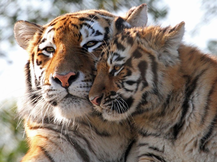 Амурский тигр с тигрицей любовь