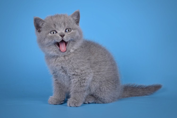 Норвежская Лесная кошка вислоухая