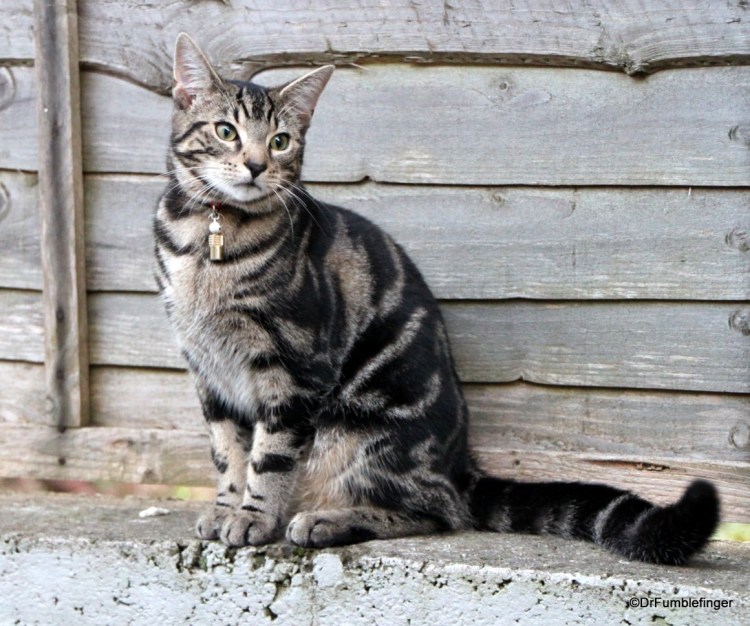 Ирландец порода кошек