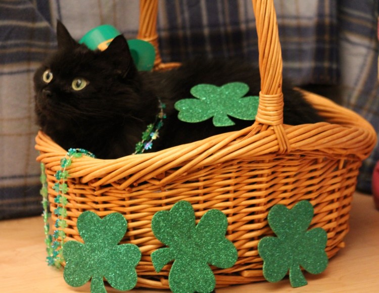 Ирландские коты