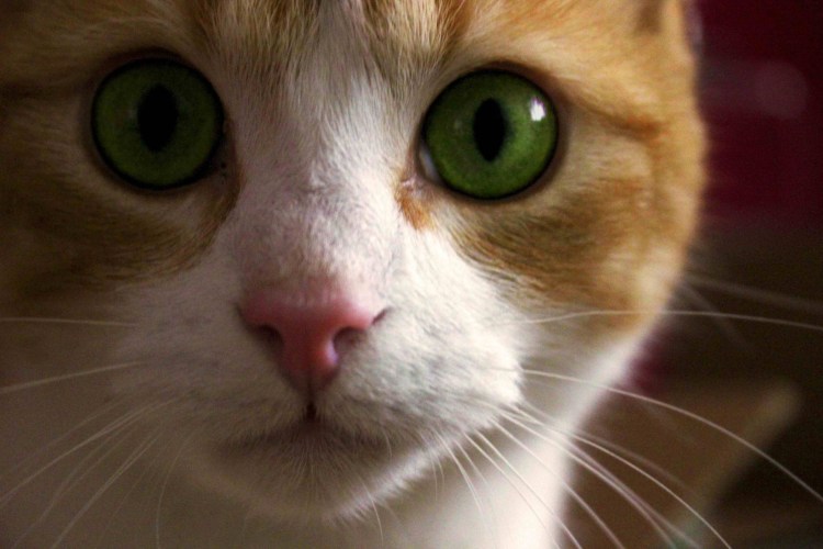 Американский бобтейл