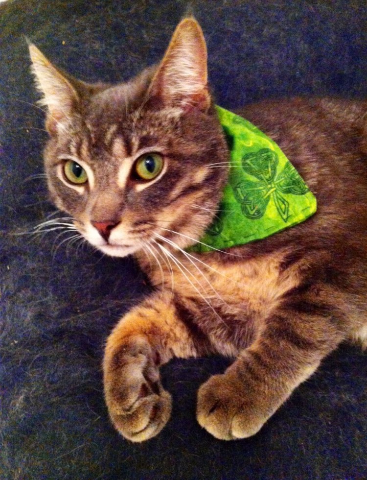 Ирландская кошка