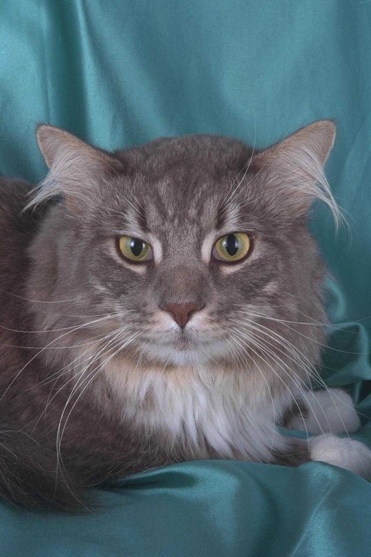 Рыжий Мейн кун злой