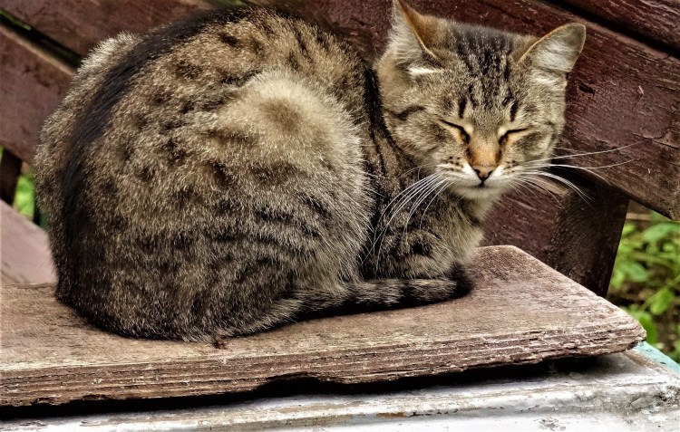 Ирландские коты