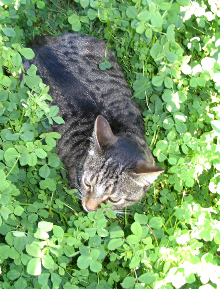 Ирландские коты