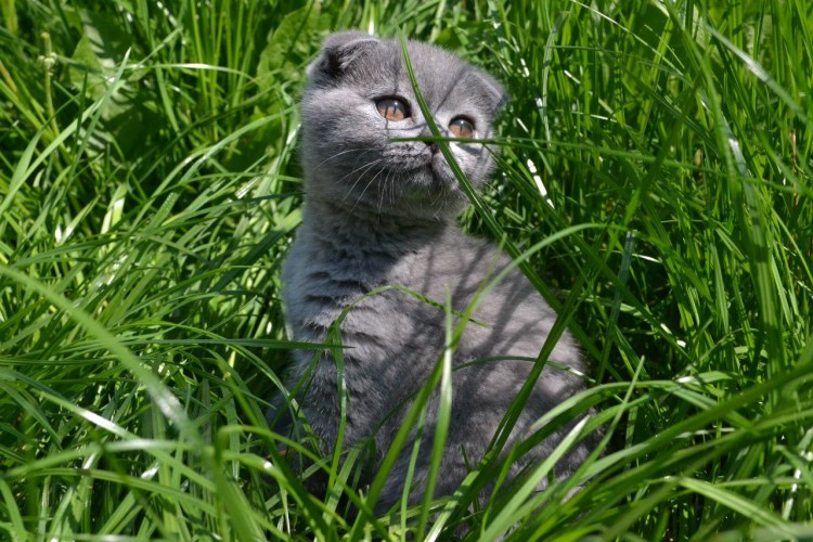 Ирландец кот порода