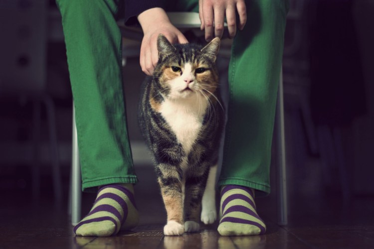 Ирландская порода кошек