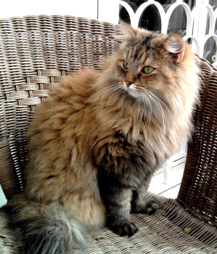 Европейская короткошерстная табби