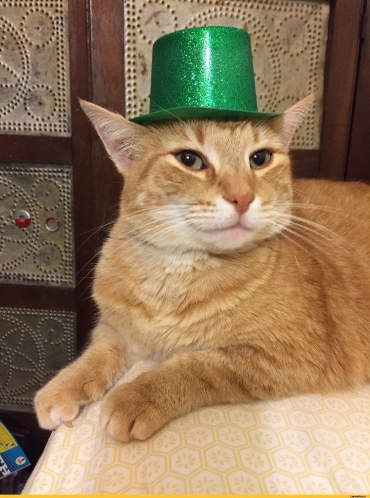 Коты, кошки в Тихвине презент