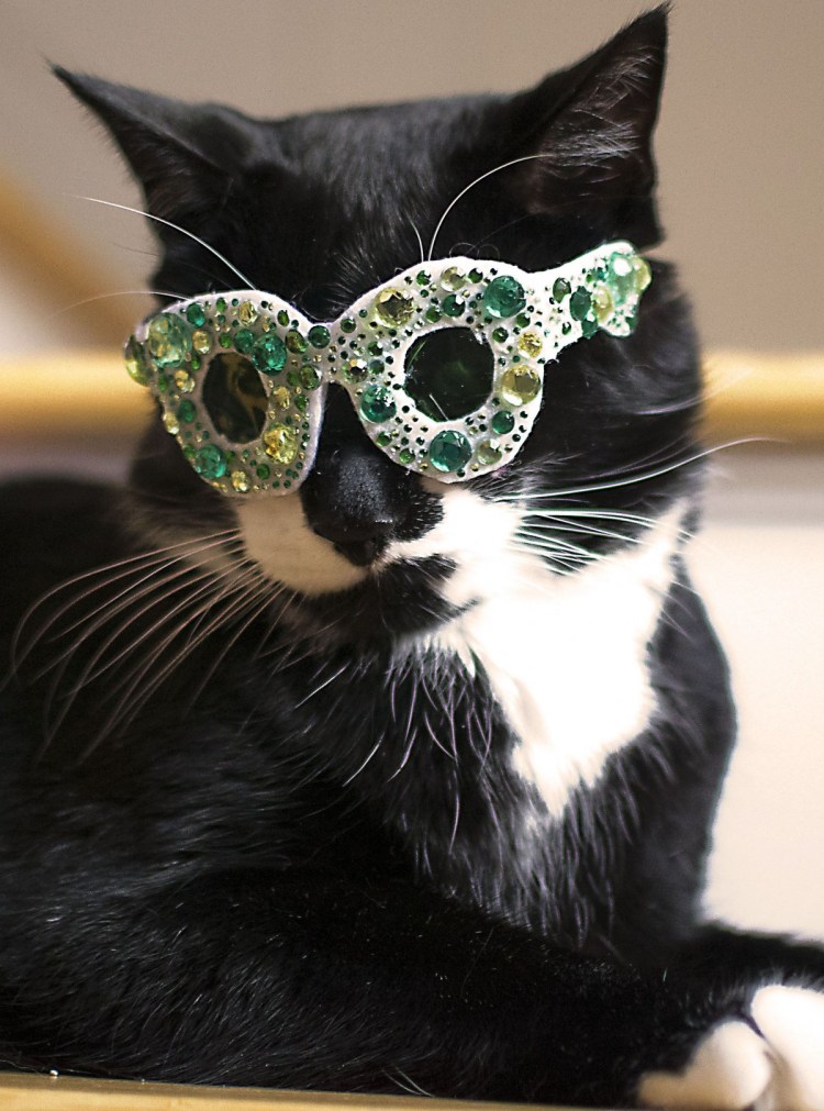 Ирландская кошка