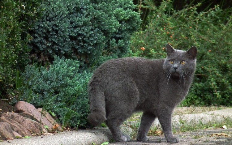 Европейская длинношерстная кошка