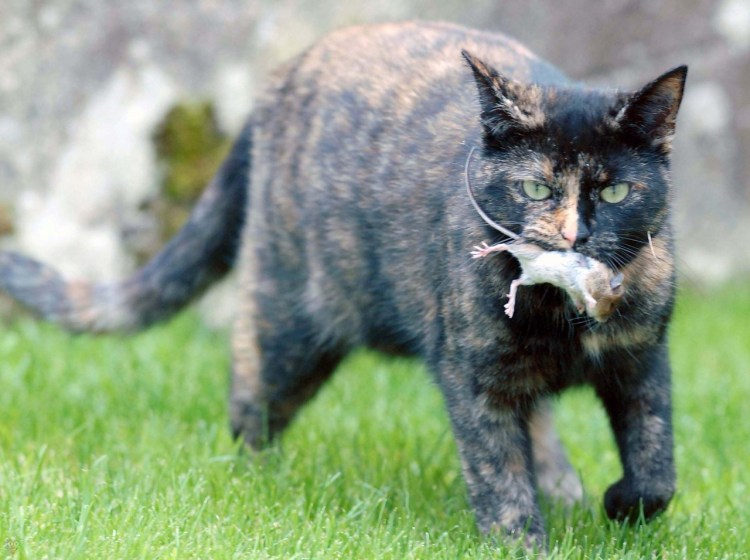 Ирландская кошка