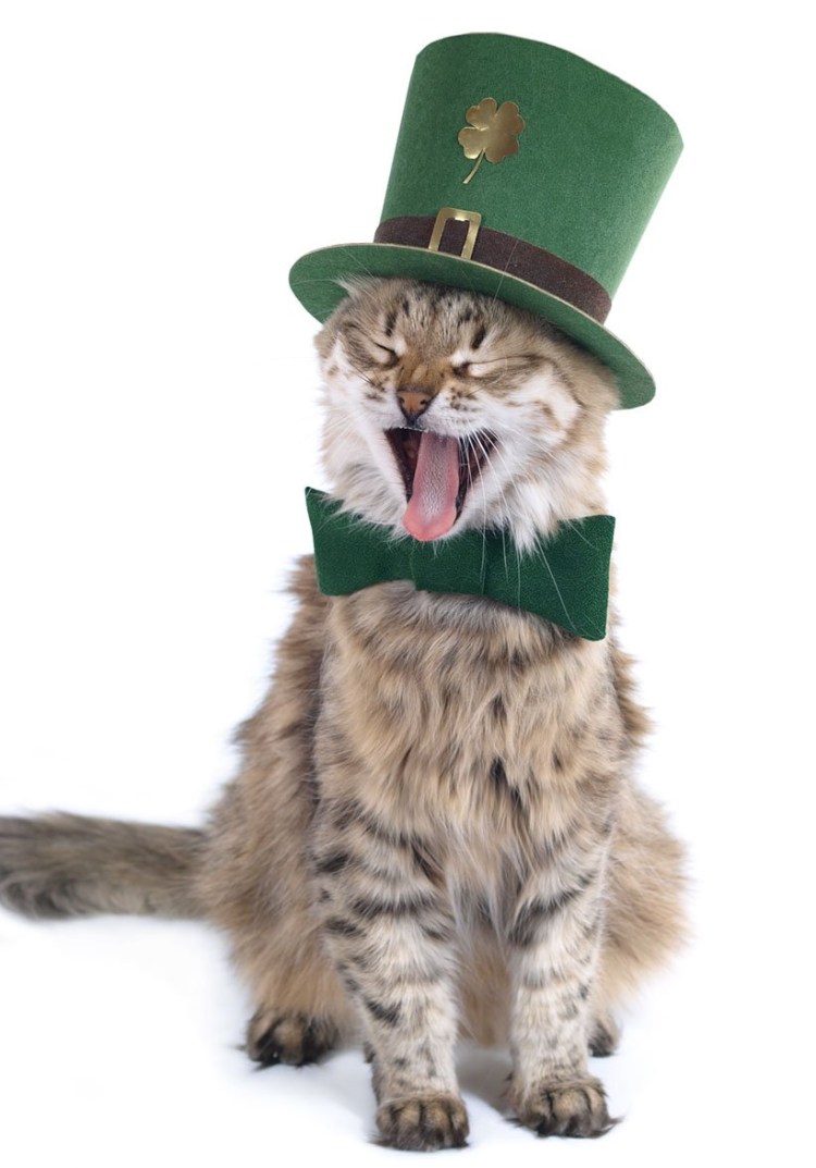 Кот ирландец короткошерстный