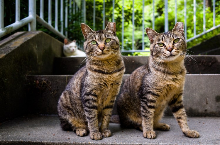 Экзотическая кошка страшная