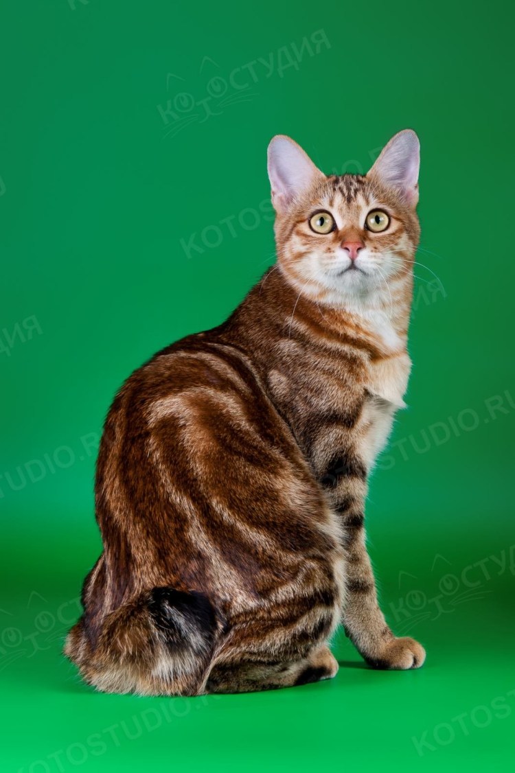 Ирландские коты как выглядят