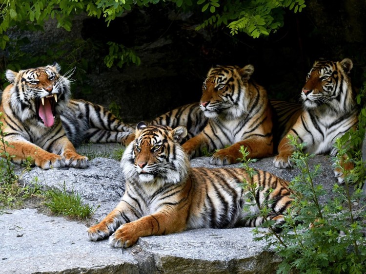 Популяция Амурского тигра