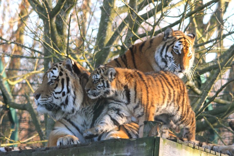 Стая тигров мчится