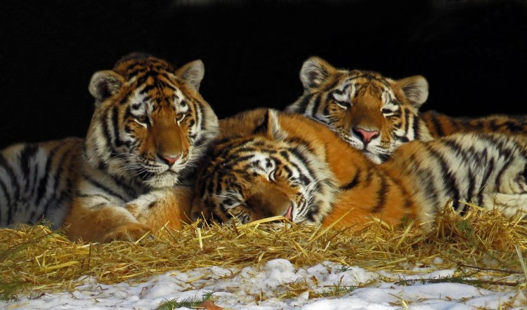 Прайд тигров