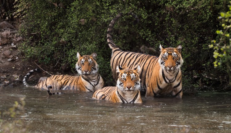 Толпа тигров