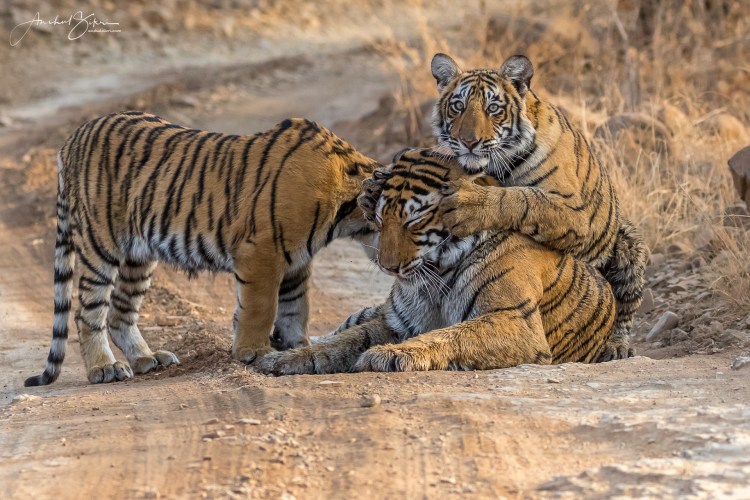 Уссурийский тигр