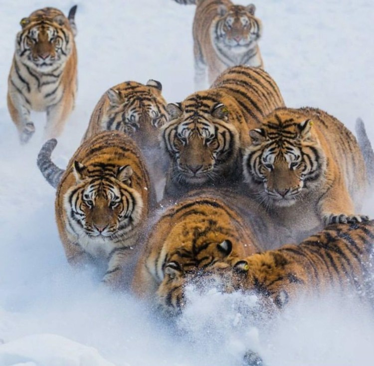 Много тигров