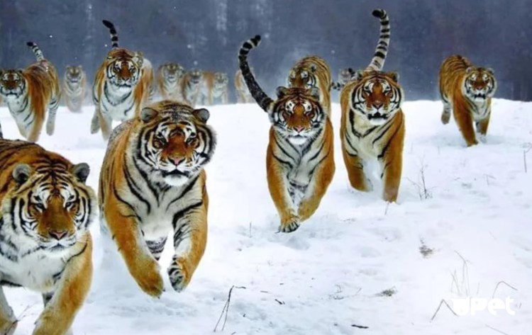 Амурский тигр стая