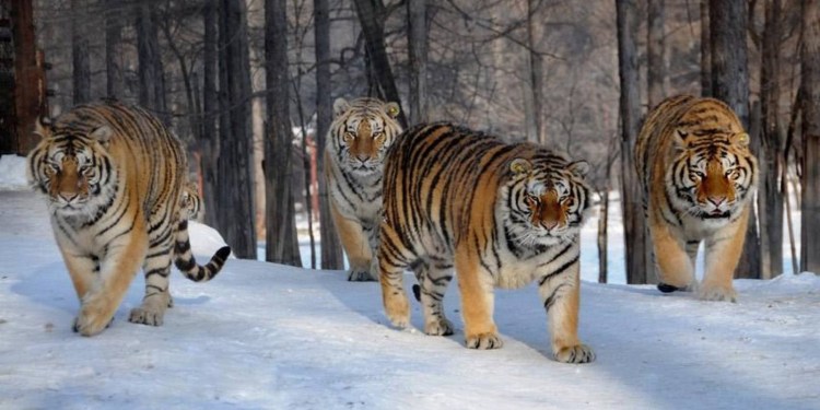 Семья тигров Прайд