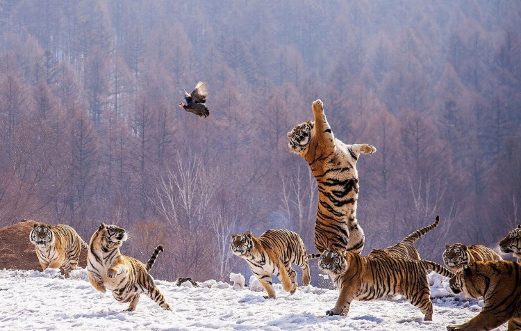 Тигры стая