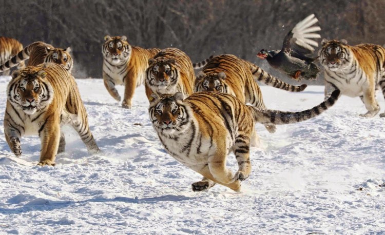 Амурский тигр популяция