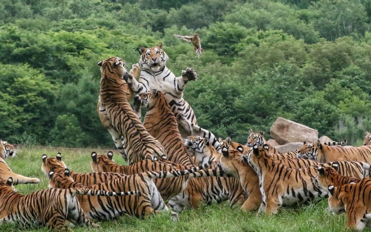 Зимний тигр