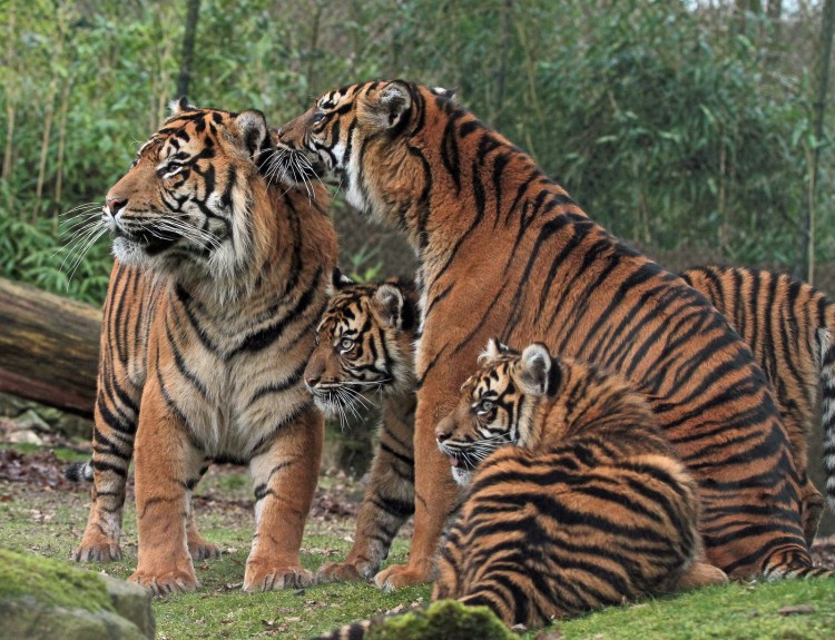 Много тигров