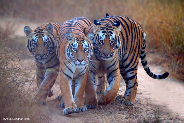 Тигриная стая