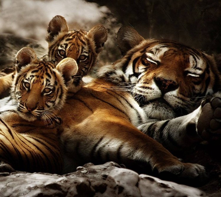 Амурский тигр