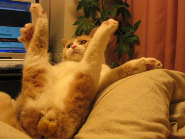 Рыжий кот с яйцами