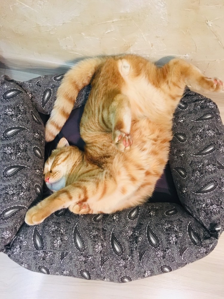 Гнездо для кошки