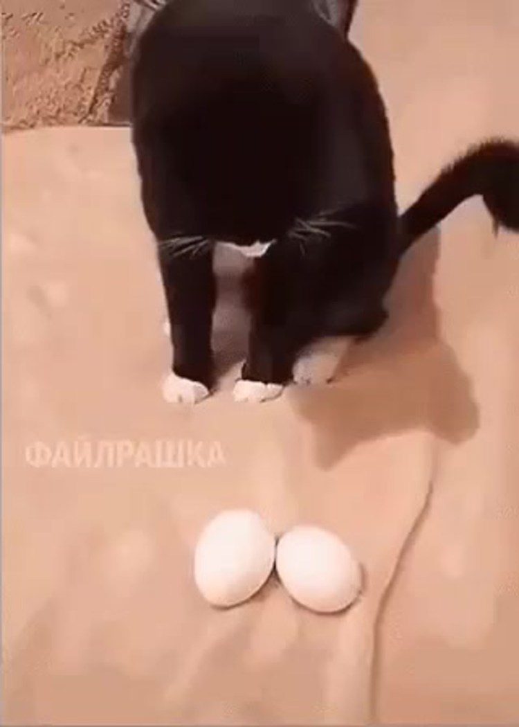 Кот демотиватор