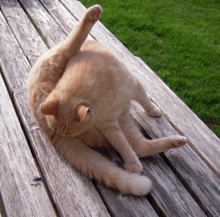 Кот вылизывается