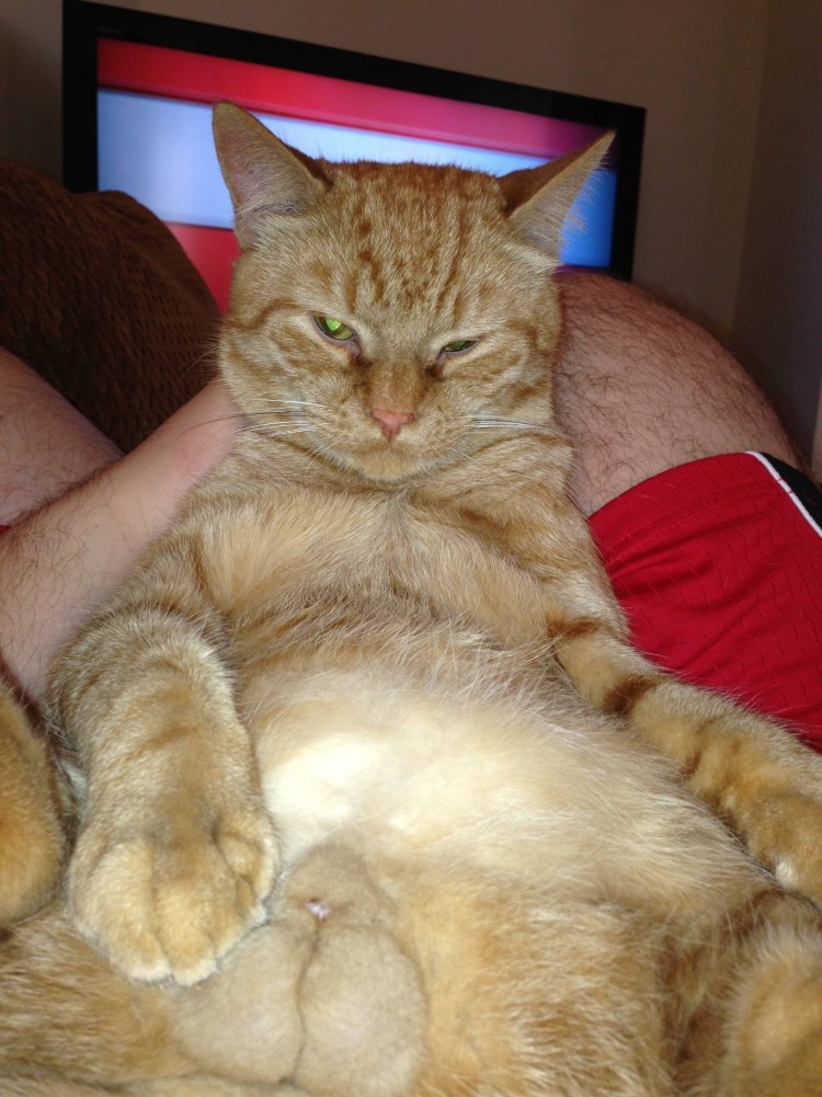 Большие кошачьи яйца