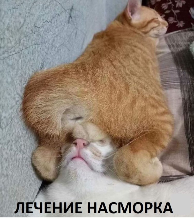 Рыжий кот с яйцами