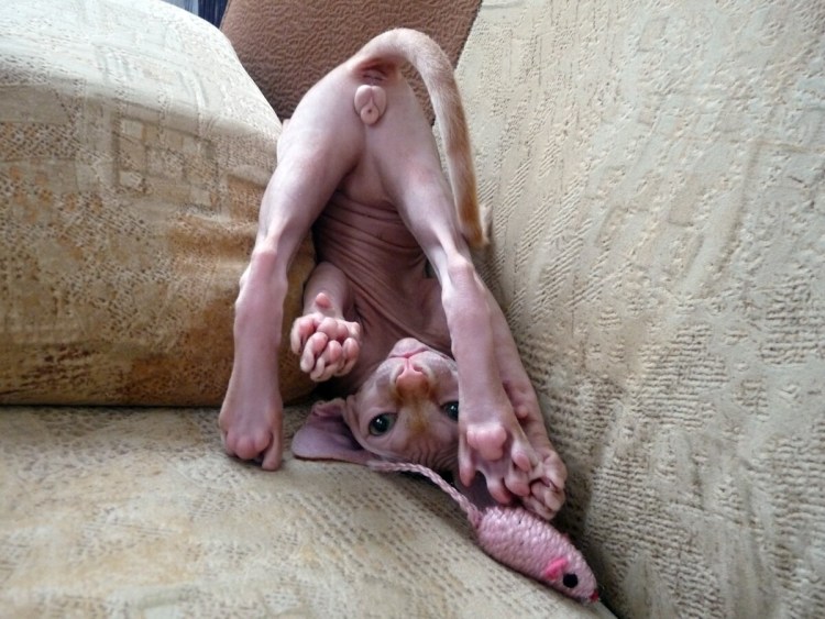 Аравийский МАУ шерсть дыбом