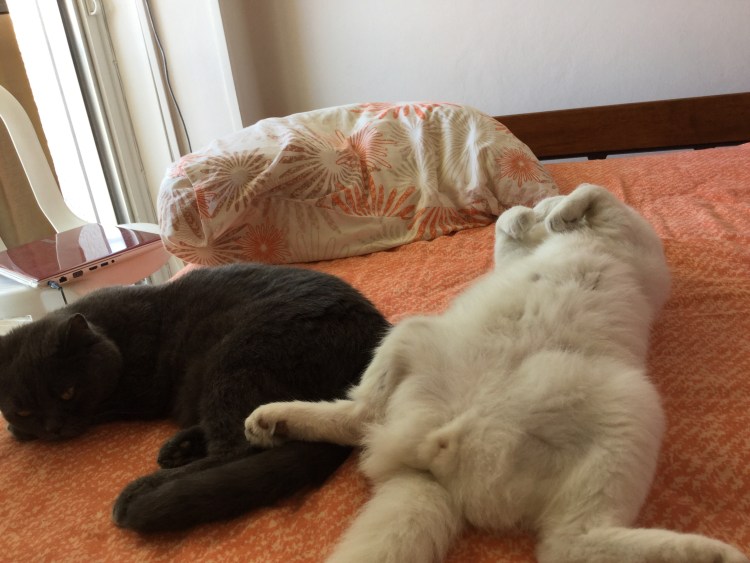 Кот хвост трубой