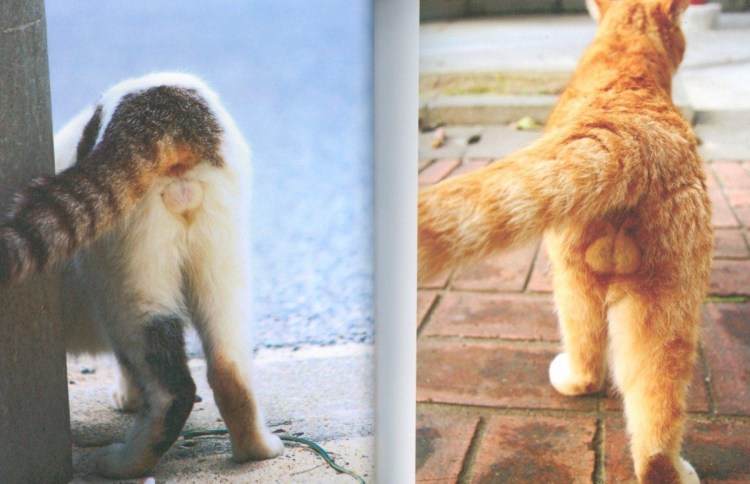 Пушистые яйца кота