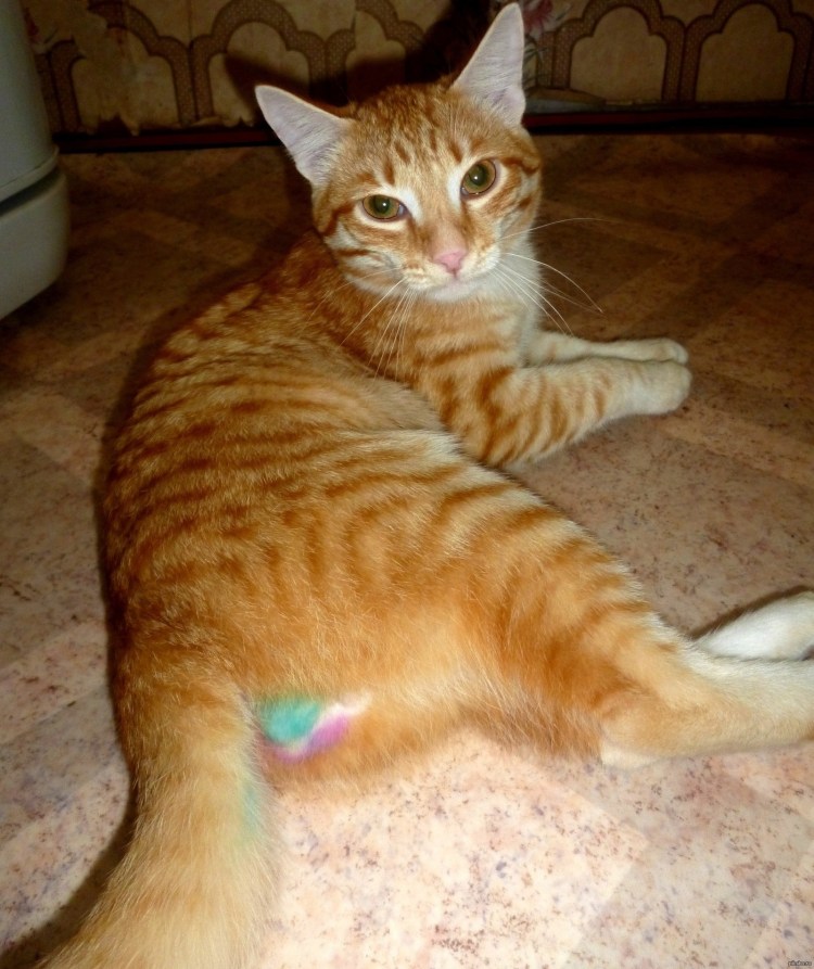 Смешные кошачьи яйца