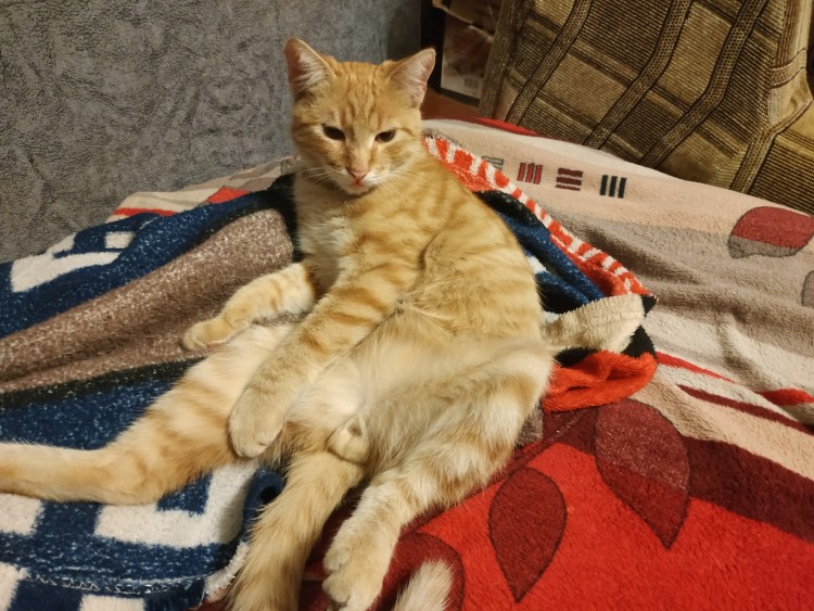 Попка кошки