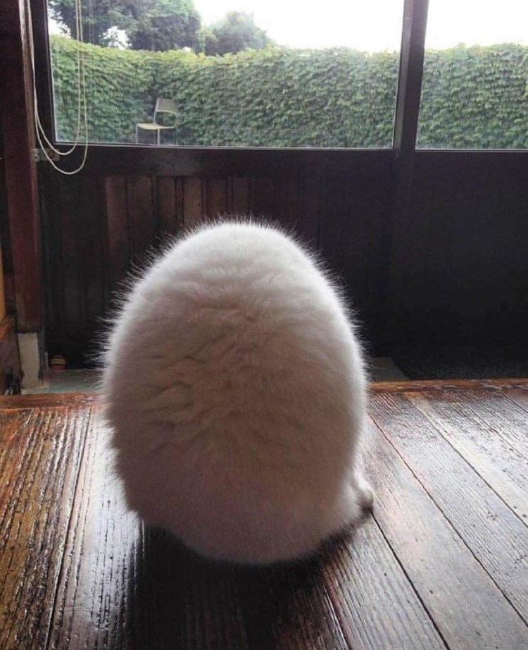 Пушистые кошачьи яйца