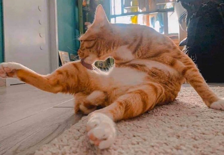 Котик вид сзади