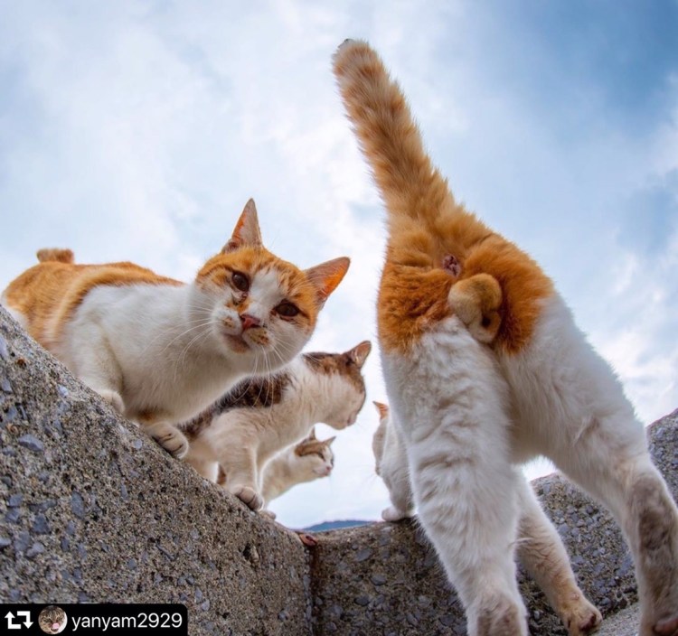 Японский фотограф кошачьи яйца