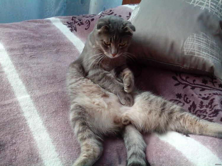 Япония коты с яичками