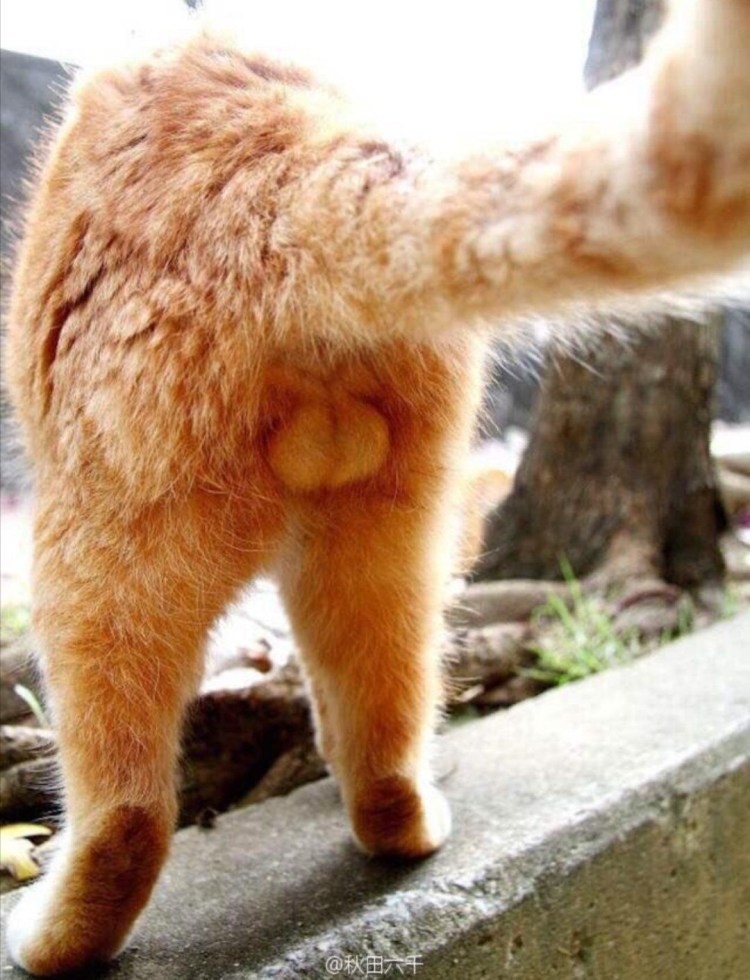 Пушистые кошачьи яйца