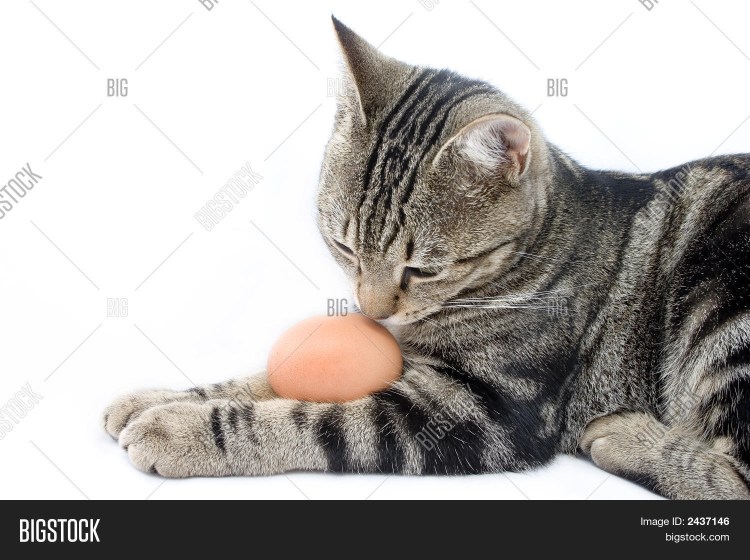 Кот ест яйца вареные